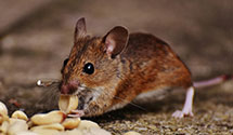 Find Exterminators in Perquimans County